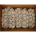 In Great Demand Jinxiang Normal White Garlic
